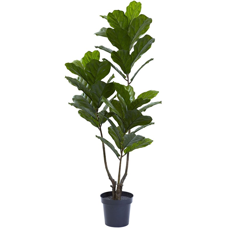 amazon fiddle leaf fig
