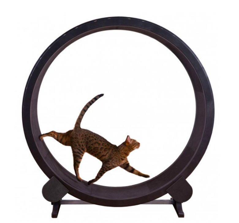 Cat Exercise Wheel