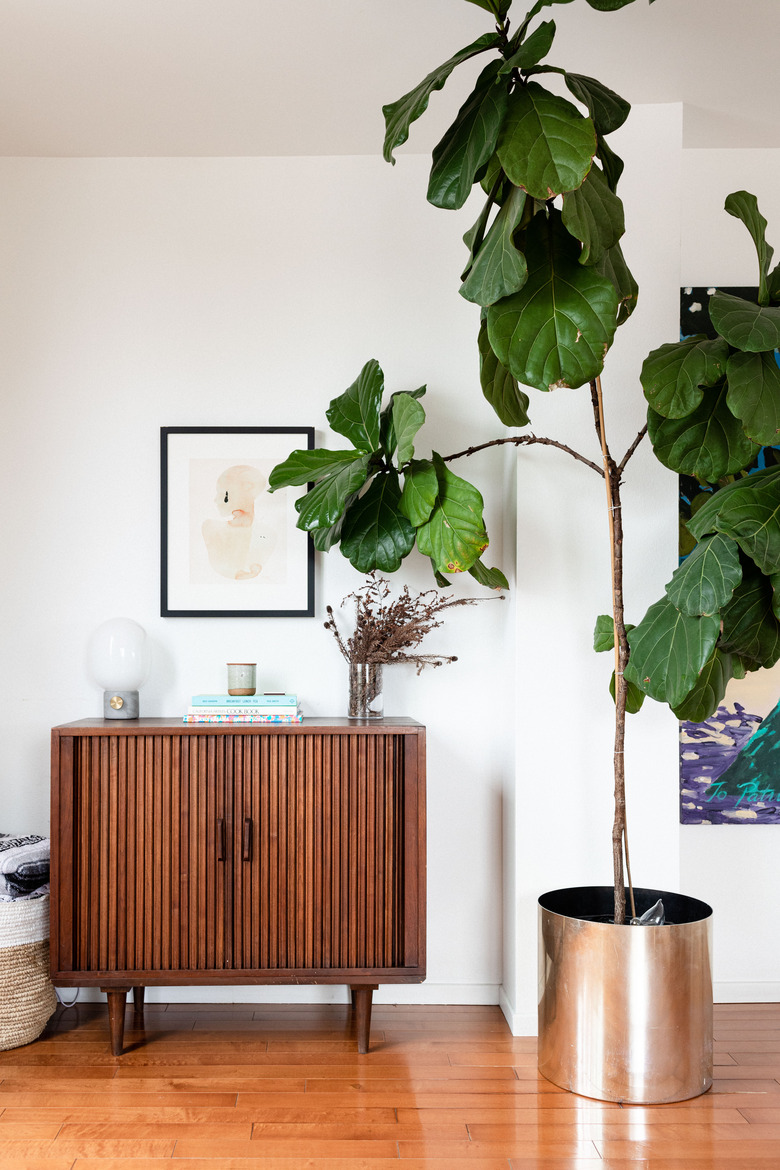 Fiddle Leaf Fig Tree