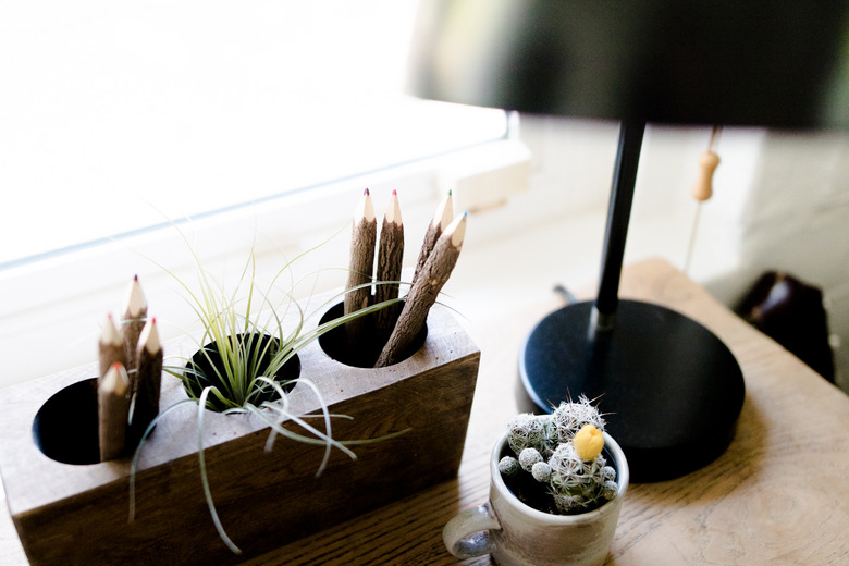 A cactus grows in a coffee mug.