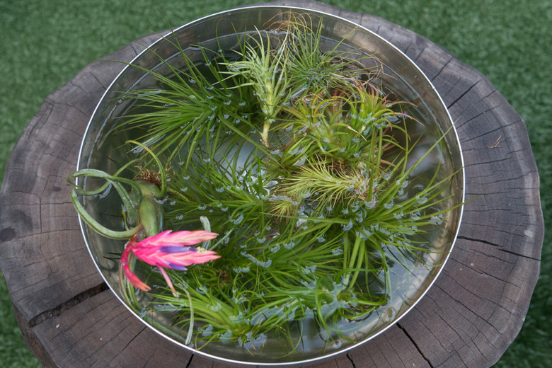 Soaking air plants.