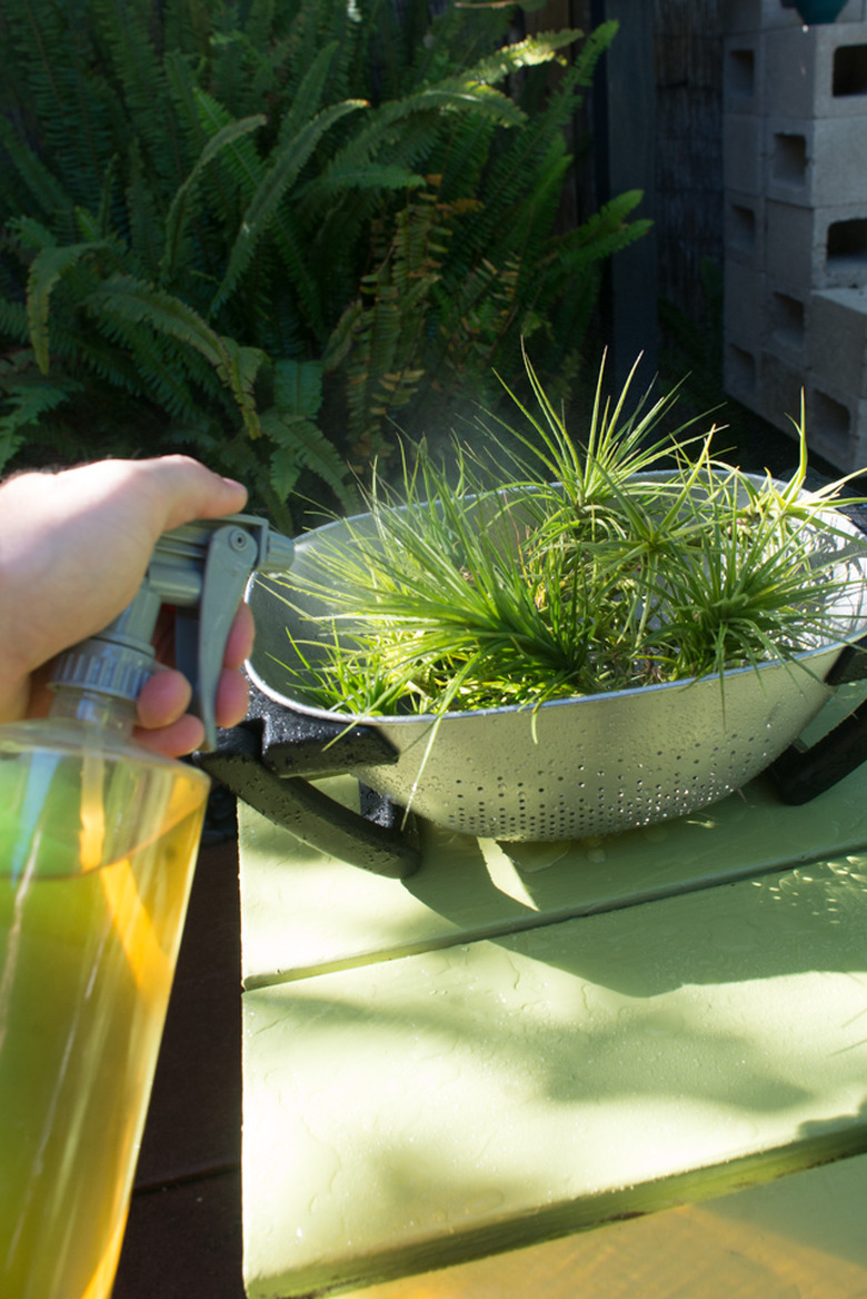 Fertilizing air plants.