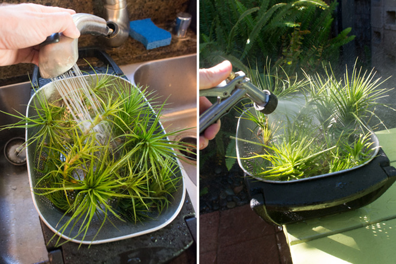 Drenching air plants.