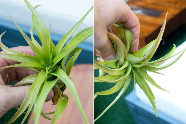 Puddling water in broad leafed air plants.
