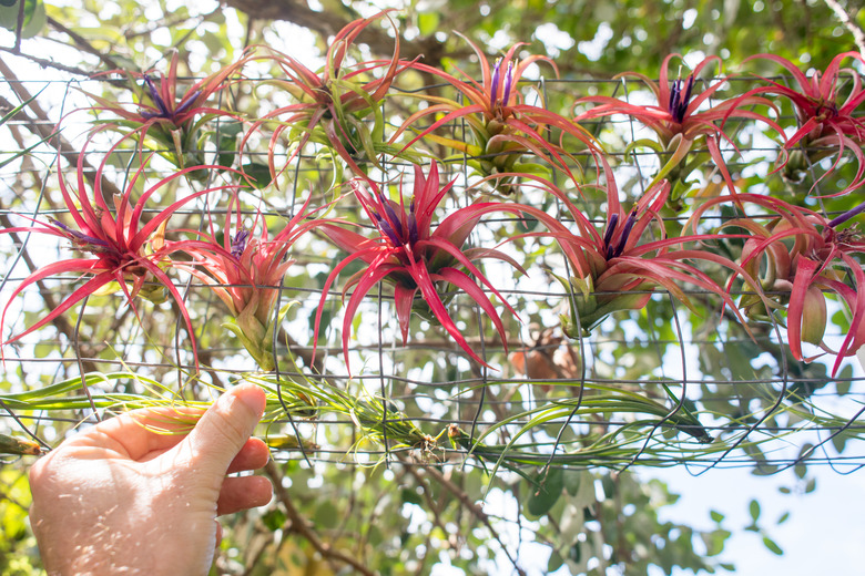 Air plants outdoors.