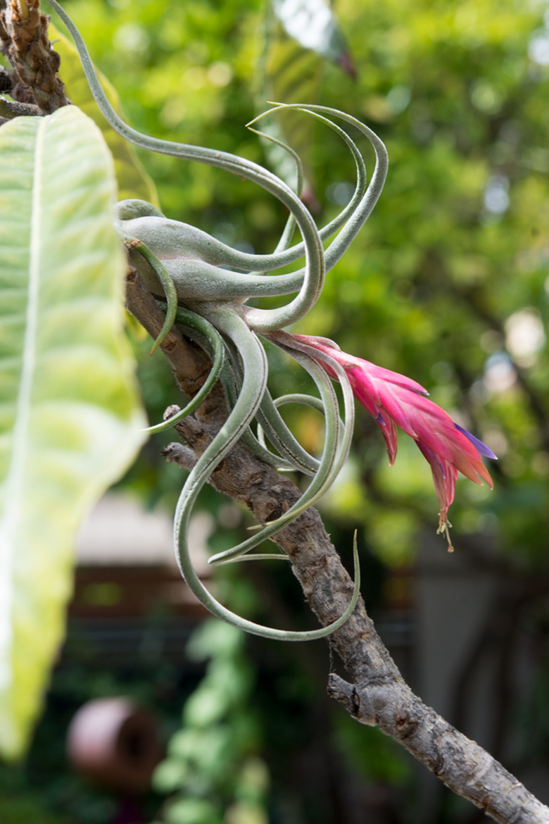 Air plants placed on trees.