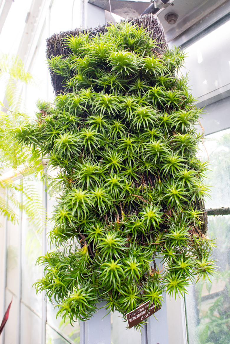 Tillandsia neglecta mounted on board.