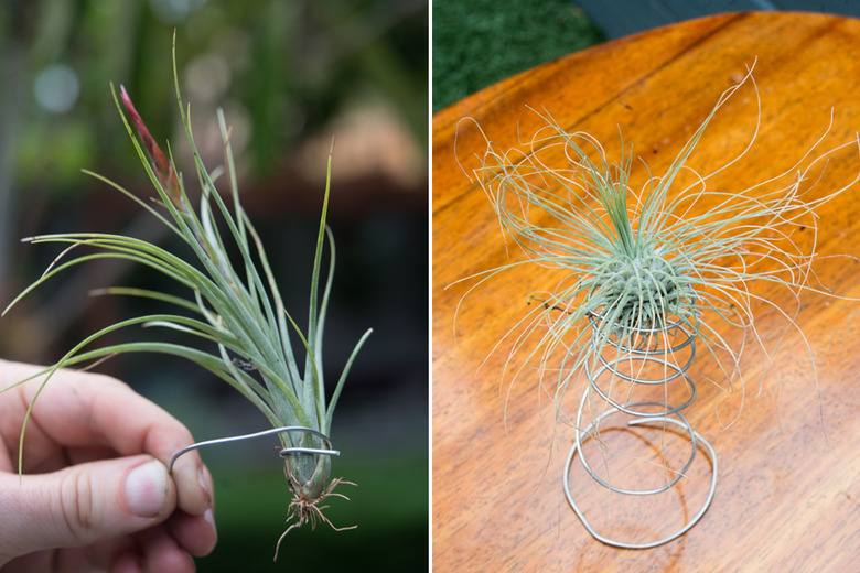 Aluminum wire to mount your airplants.