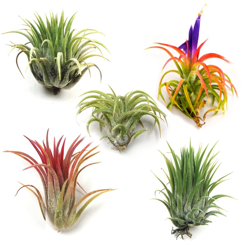 air plant shop