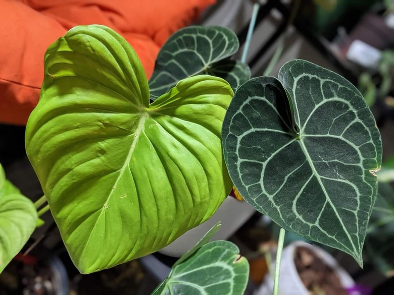 A close-up photo of two plant leaves