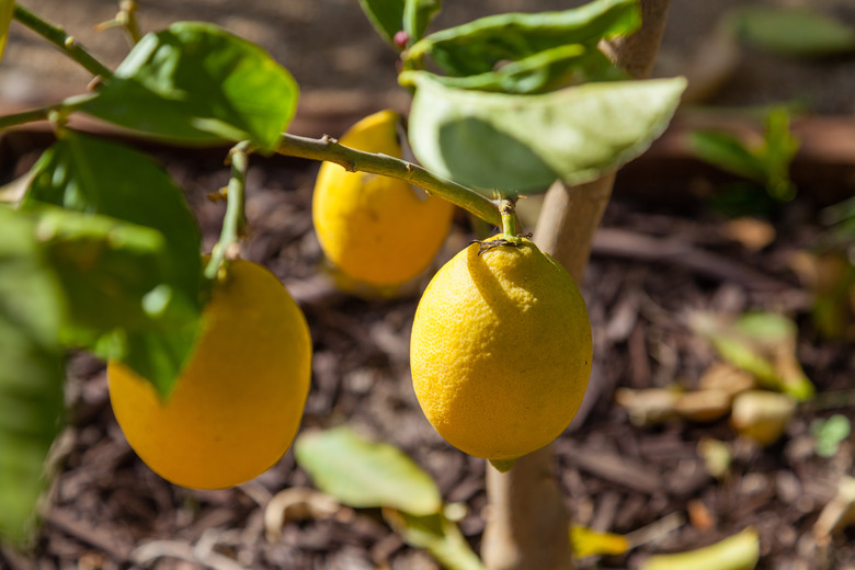At Home with Harold and Madison in Their Charming Ojai Oasis