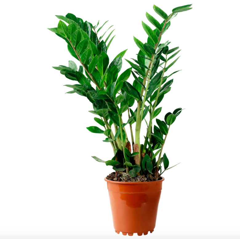 Zamioculcas