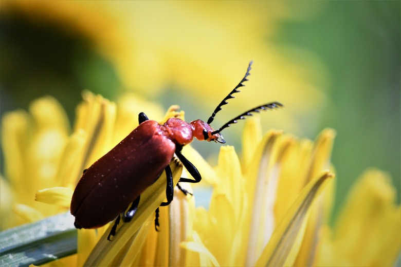 Common red soldier beetle