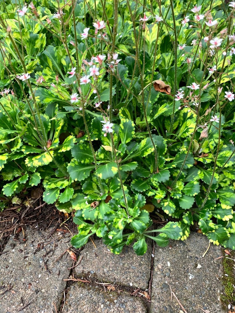 Golden London pride plant