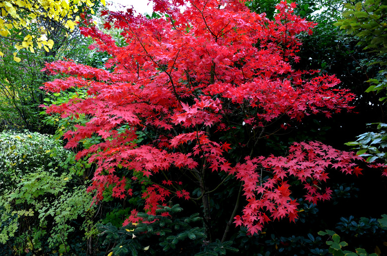 Bloodgood backdrop of a Japanese garden. It is a taller shrub of air habit. thicken the crown to create a relatively compact habitus. the leaves are deep red