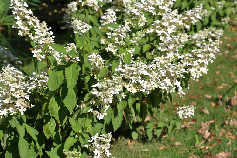 Hydrangea Paniculata plant