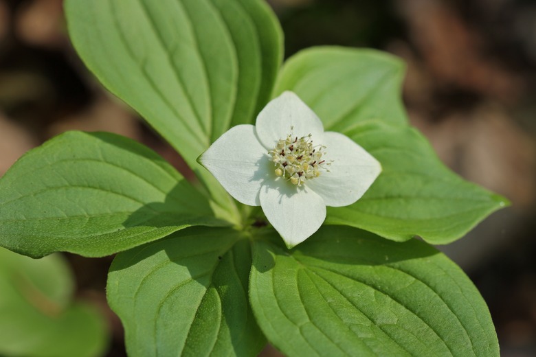 Dogwood of Canada Four-Time / Cornus canadensis / Canadian bunchberry
