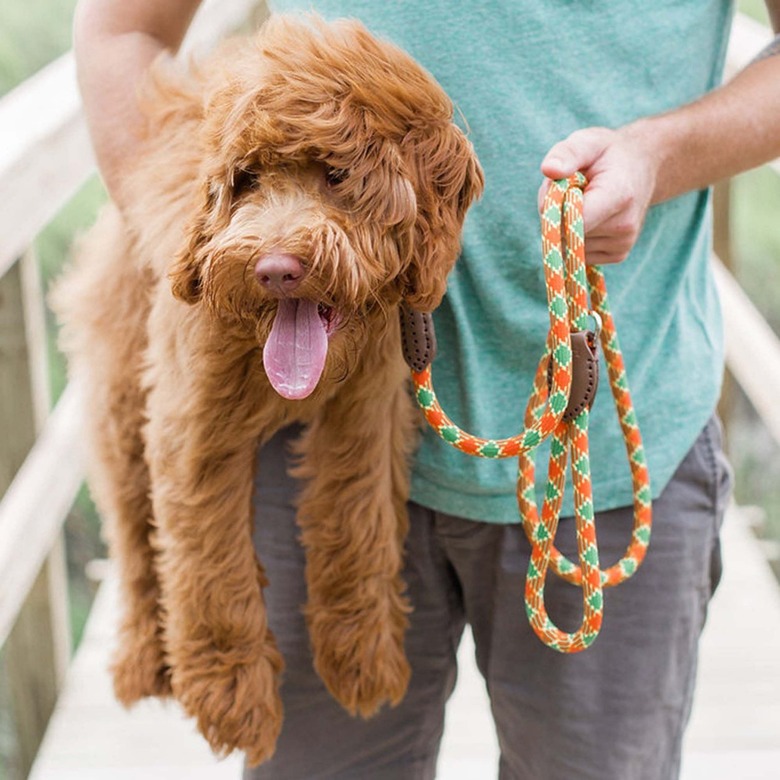 West Elm Plaid Leash