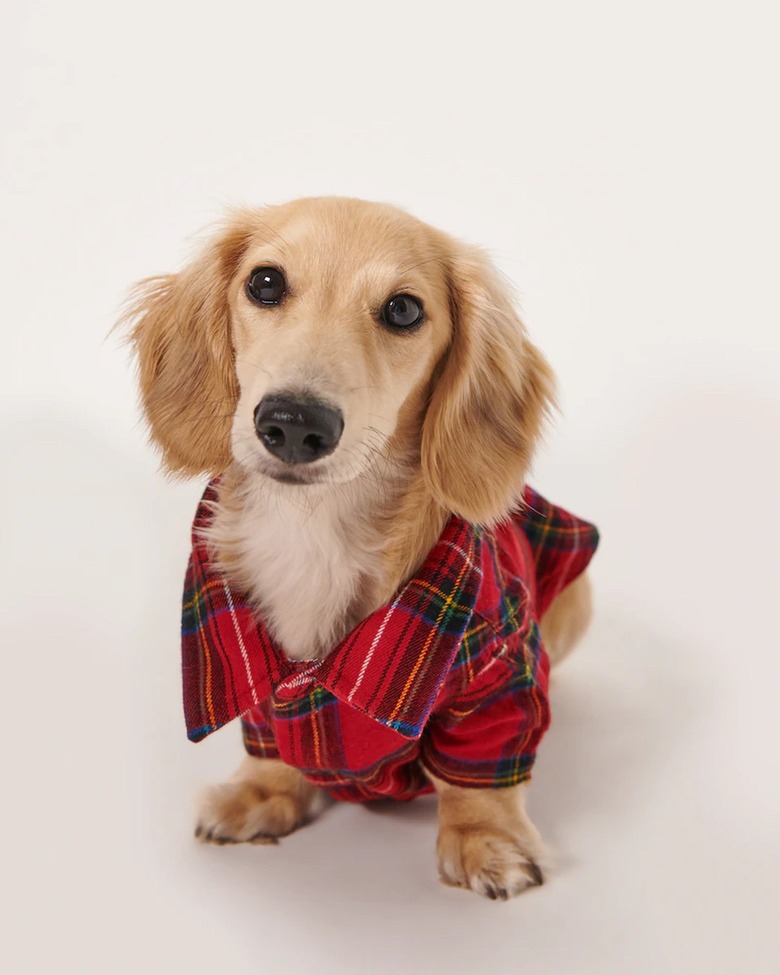 A&F Pet Flannel