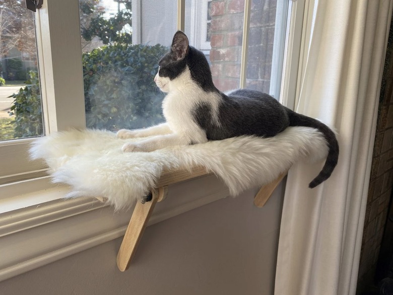 Design House Boutique Cat Window Perch