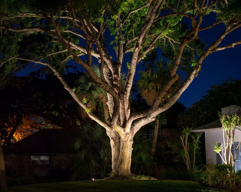 large live oak tree illuminated from below