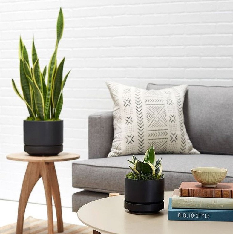 Best Indoor Planters Lulu and Georgia