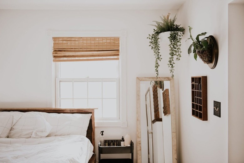 Staghorn fern on bedroom wall