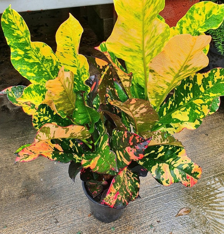 Croton Magnificent plant