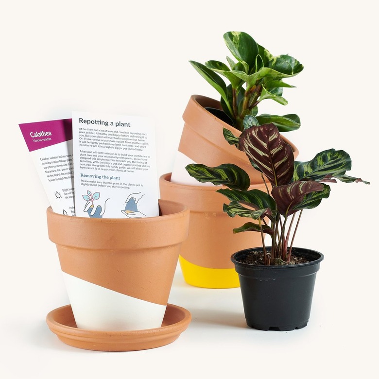horti plant subscription