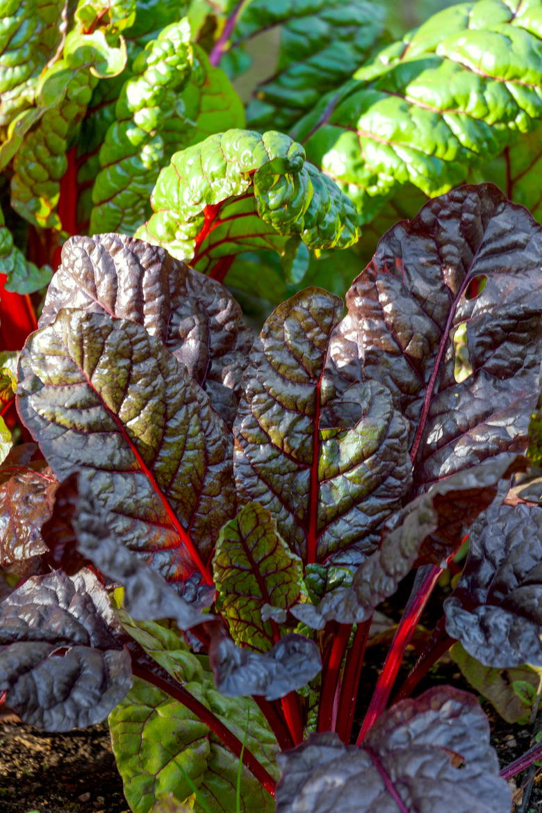 Beet leaves at the garden