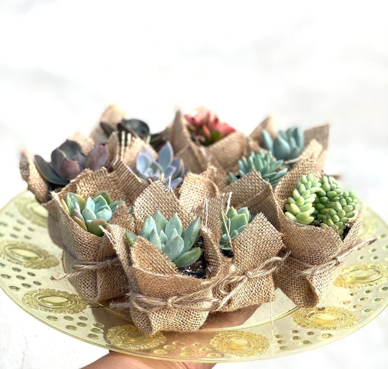 Assortment of small colorful succulents wrapped in burlap