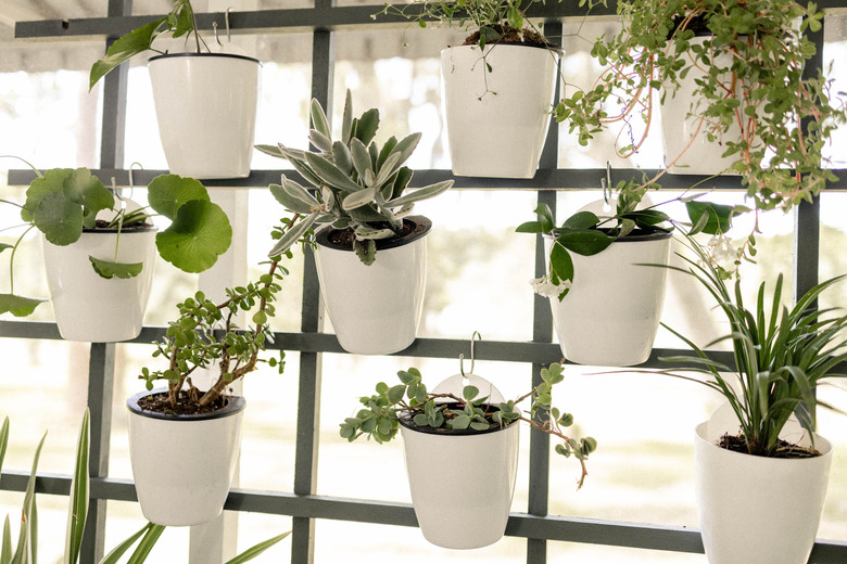 White planter pots hanging on trellis vertical garden