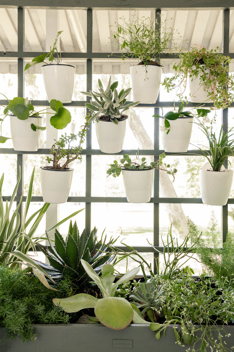 DIY vertical garden plant wall