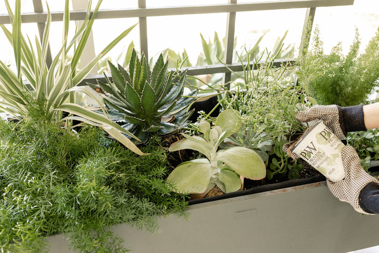 Pulling plant out of plastic pot to plant inside planter box
