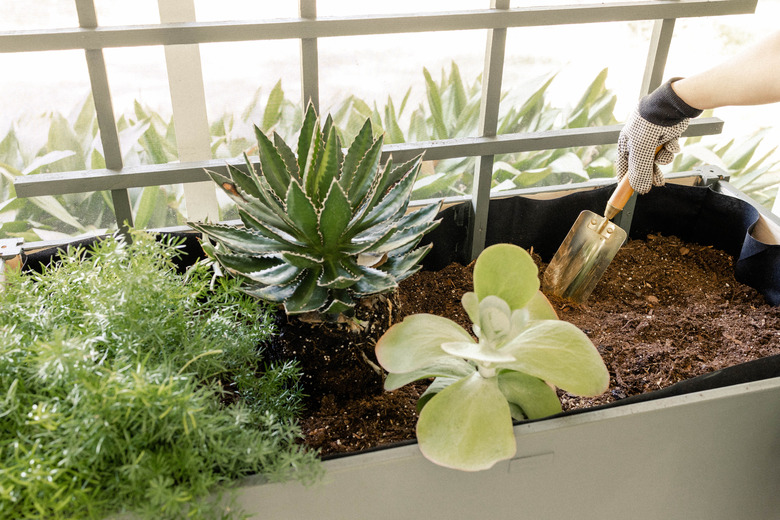 Digging gold trowel into soil in planter box