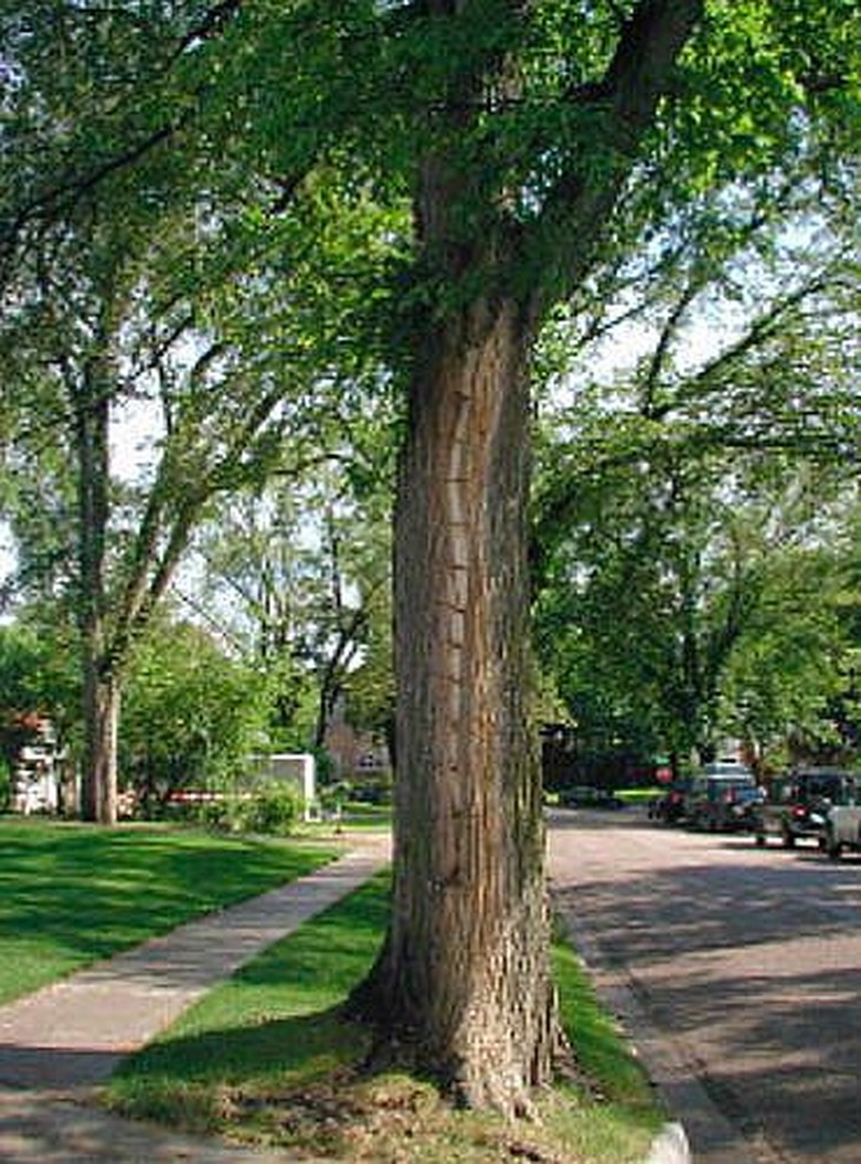 Treating a diseased elm tree.