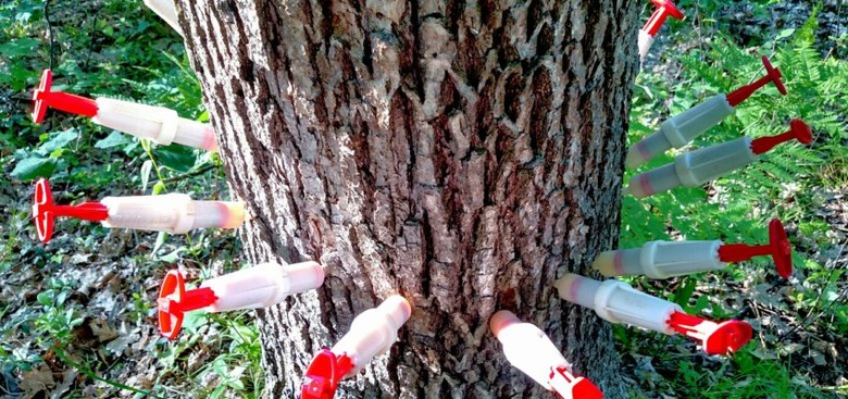 Injecting fungicide in elm tree.