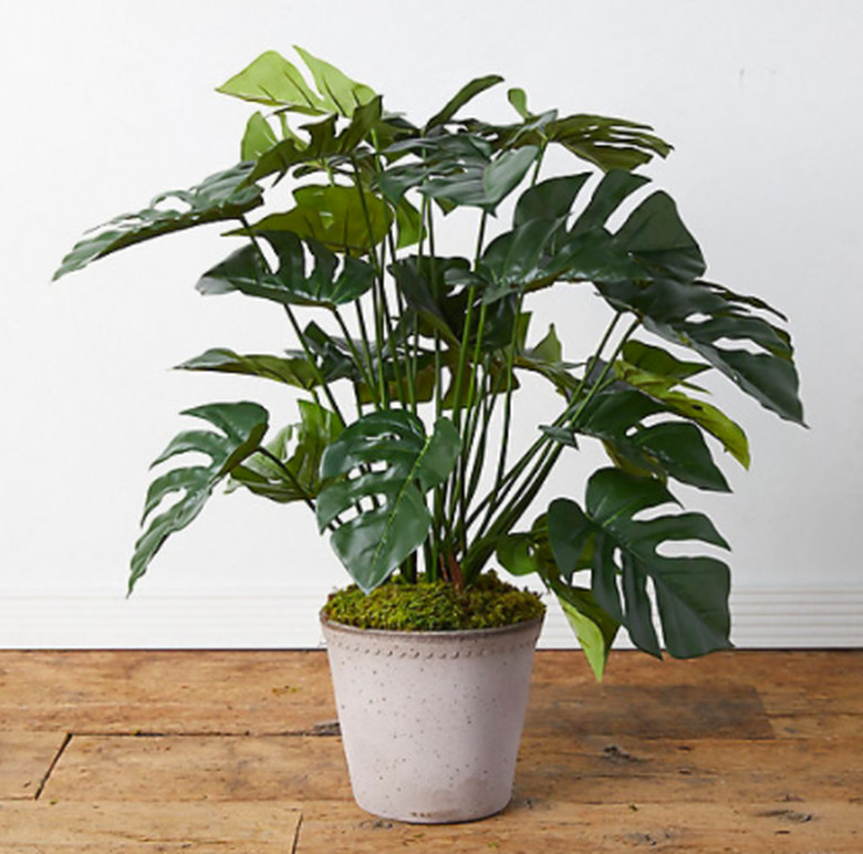 Terrain Faux Split Leaf Philodendron Plant