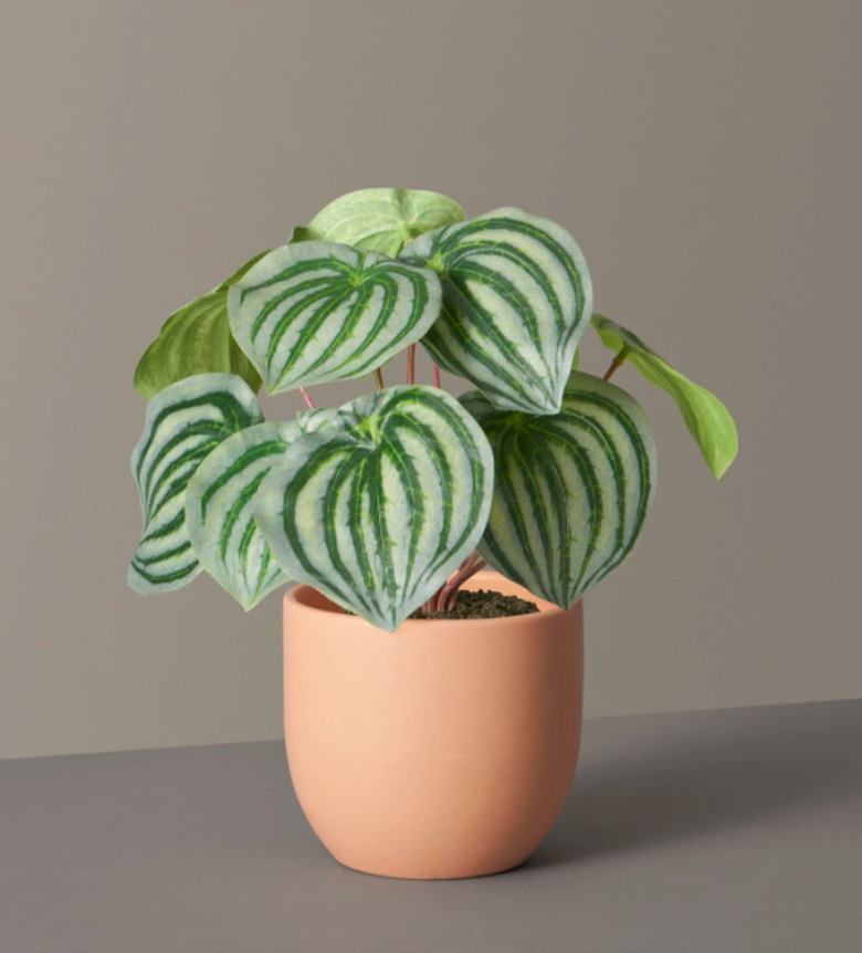 The Sill Faux Watermelon Peperomia