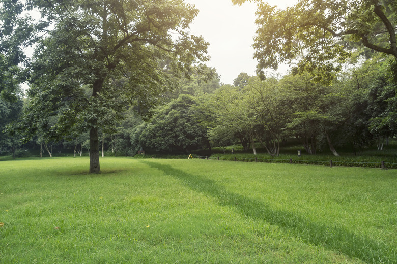 Lawn and trees in the park