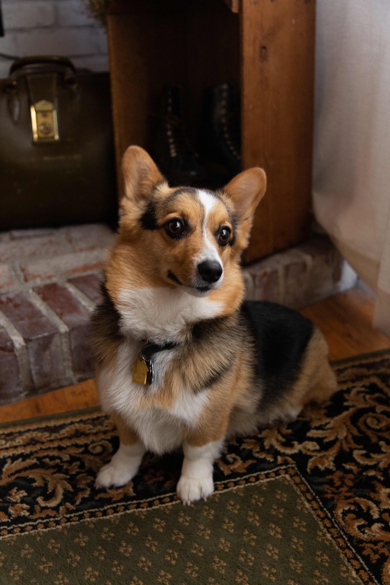 Their dog poses in the living room.