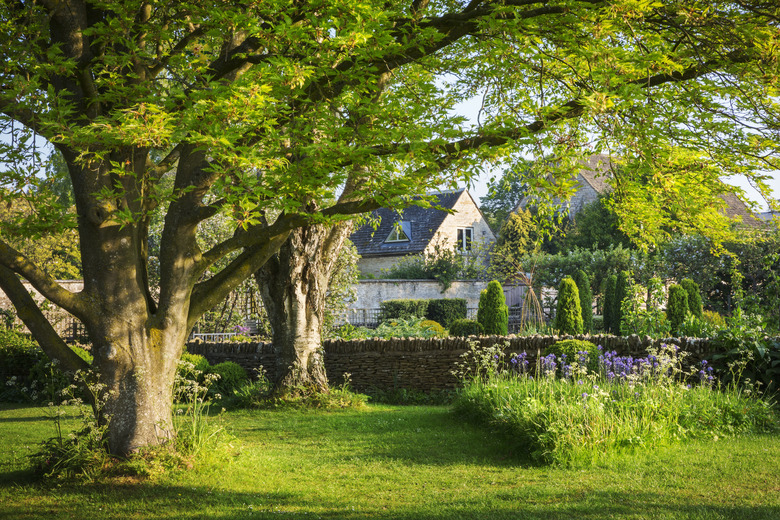Garden with trees