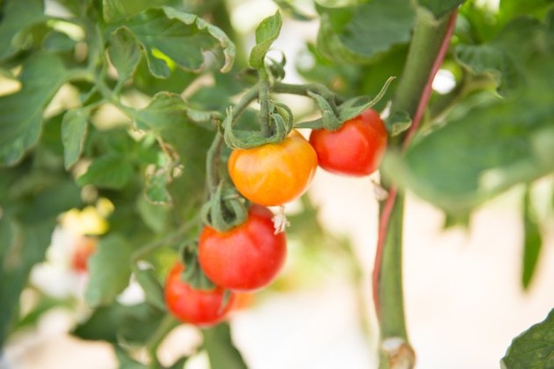 Tomatoes growing on a vine