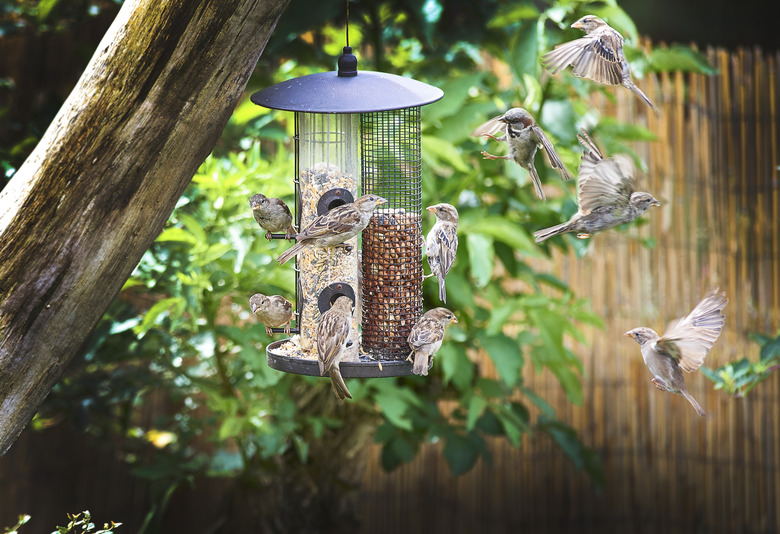 sparrows on feeder