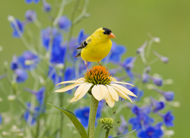 Yellow Goldfinch