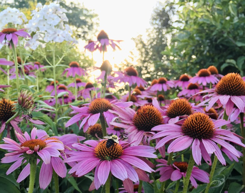 Carpenter bees on purple cone flowers in Laconia