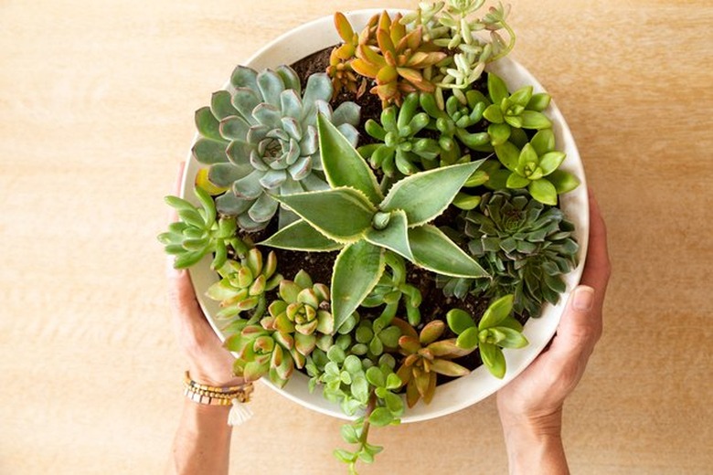 Succulents in a Planter Bowl
