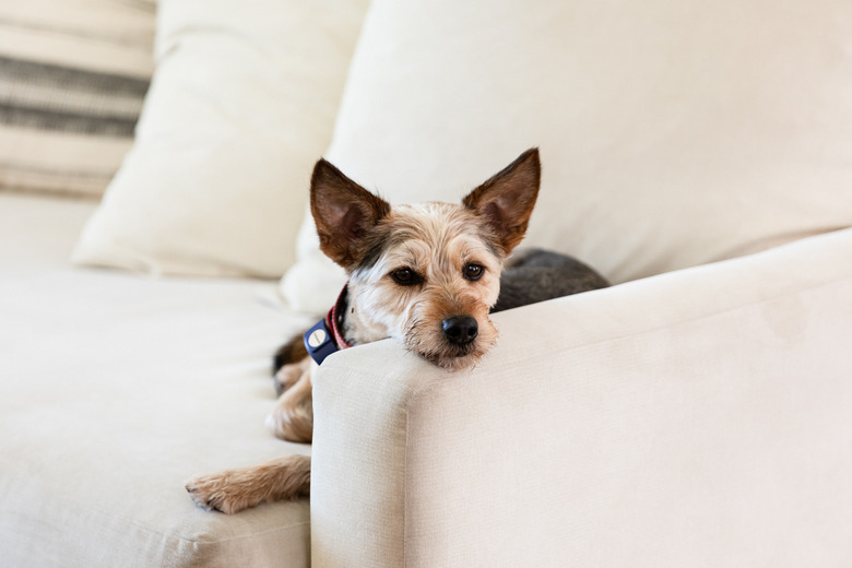 Dog resting head on couch arm rest