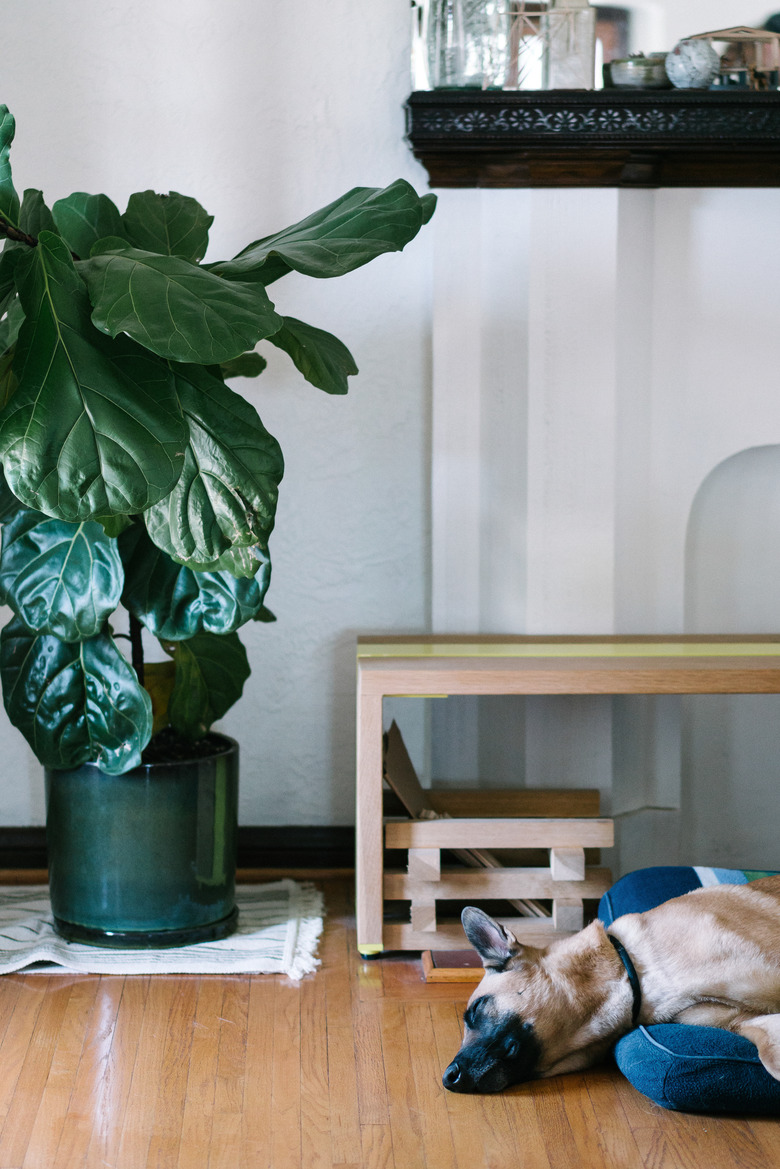 Dog resting on blue dog bed near plant