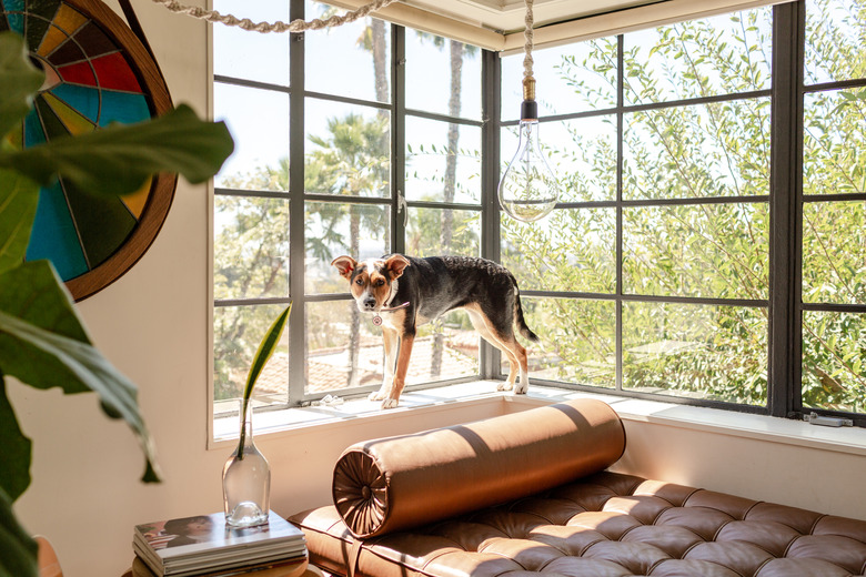 Dog by window in modern home